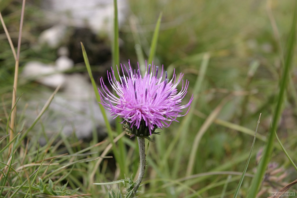 crw_5371