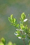 photo No. crw_7793