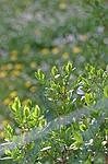 photo No. crw_7794