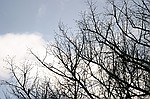 photo No. crw_7797