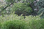 photo No. crw_7854