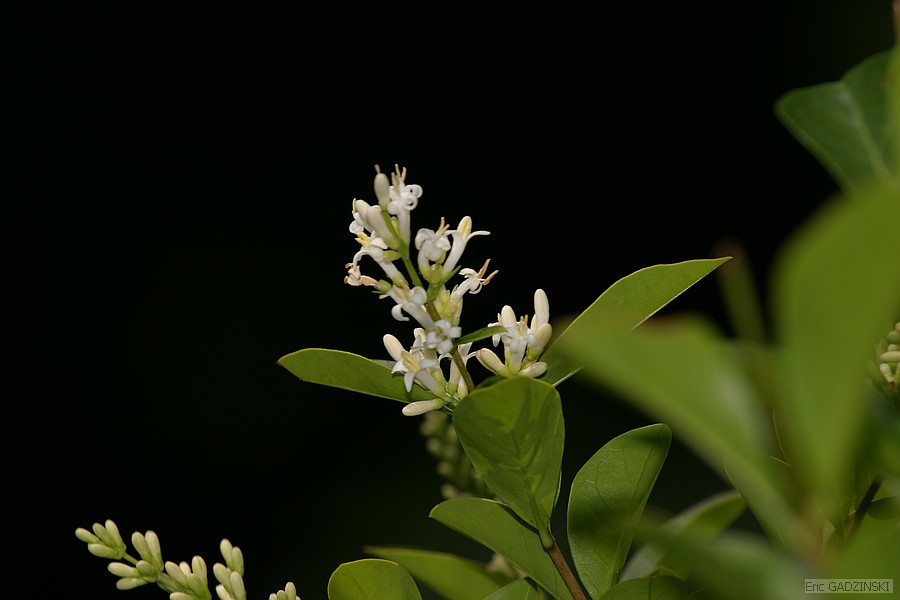 crw_9014
