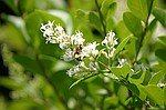 photo No. crw_8979