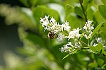 photo No. crw_8981