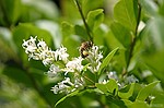 photo No. crw_8986