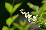photo No. crw_8992