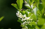 photo No. crw_8996