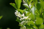 photo No. crw_8997