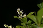 photo No. crw_9014
