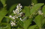 photo No. crw_9017