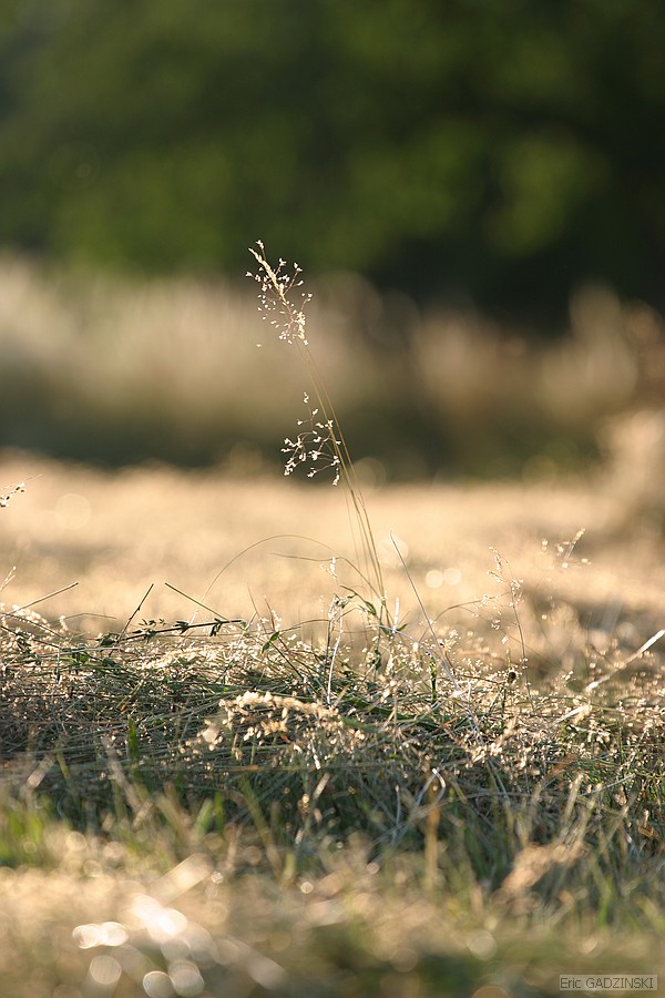 crw_9590