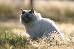 photo No. crw_9532