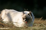 photo No. crw_9535