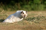 photo No. crw_9537