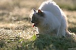 photo No. crw_9545