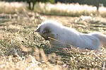 photo No. crw_9568