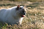 photo No. crw_9571