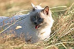 photo No. crw_9577
