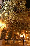 photo No. crw_0815