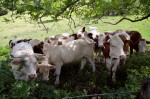 photo No. IMG_4750