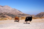 photo No. IMG_5063