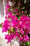 photo No. IMG_5121