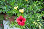 photo No. IMG_5355