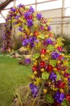 photo No. IMG_6396