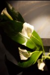 photo No. IMG_6442
