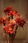 photo No. IMG_6446