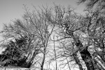 photo No. IMG_7529