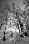 photo No. IMG_7530