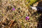 photo No. IMG_7577