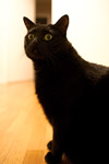 photo No. 100320_3899